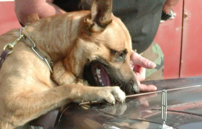 Original K-9 Dog Centre working-dog photograph